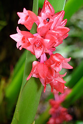 orchids_1.jpg